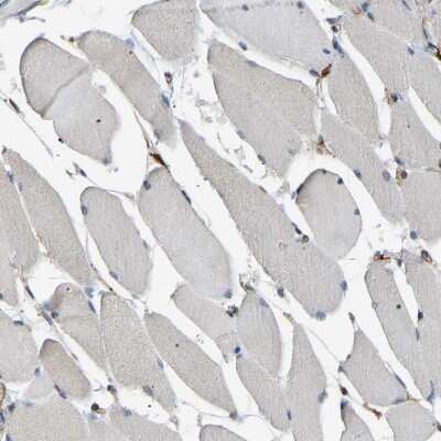 Immunohistochemistry-Paraffin: PICALM Antibody [NBP1-86659] - Staining of human skeletal muscle shows no positivity in myocytes as expected.