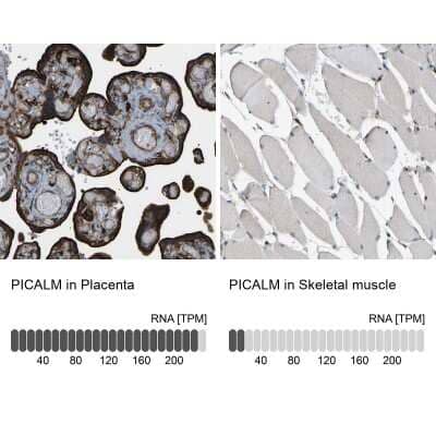 <b>Orthogonal Strategies Validation. </b>Immunohistochemistry-Paraffin: PICALM Antibody [NBP1-86659] - Staining in human placenta and skeletal muscle tissues using NBP1-86659 antibody. Corresponding PICALM RNA-seq data are presented for the same tissues.