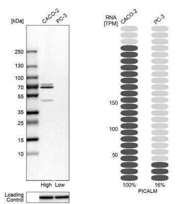 <b>Orthogonal Strategies Validation. </b>Western Blot: PICALM Antibody [NBP1-86658] - Analysis in human cell lines Caco-2 and PC-3. Corresponding RNA-seq data are presented for the same cell lines. Loading control: Anti-HSP90B1.