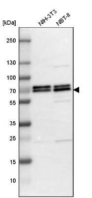 Western Blot: PICALM Antibody [NBP1-86659] - Analysis in mouse cell line NIH-3T3 and rat cell line NBT-II.