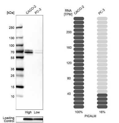 Western Blot: PICALM Antibody [NBP1-86659] - Analysis in human cell lines Caco-2 and PC-3 using anti-PICALM antibody. Corresponding PICALM RNA-seq data are presented for the same cell lines. Loading control: anti-COX4I1.