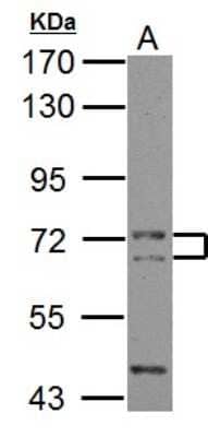 Western Blot: PICALM Antibody [NBP2-19824] - Sample (30 ug of whole cell lysate) A: NIH-3T3 7. 5% SDS PAGE gel, diluted at 1:1000.