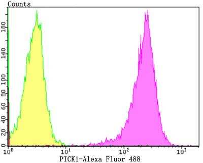 Flow Cytometry: PICK1 Antibody (JG30-80) [NBP2-76863] - Flow cytometric analysis of 293T cells with PICK1 antibody at 1/100 dilution (purple) compared with an unlabelled control (cells without incubation with primary antibody; yellow). Alexa Fluor 488-conjugated goat anti-rabbit IgG was used as the secondary antibody.