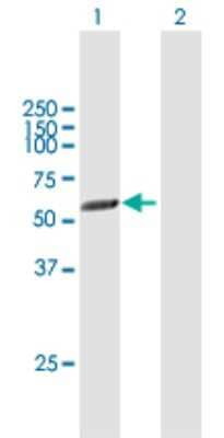 Western Blot: PICK1 Antibody [H00009463-B01P] - Analysis of PICK1 expression in transfected 293T cell line by PICK1 polyclonal antibody.  Lane 1: PRKCABP transfected lysate(45.65 KDa). Lane 2: Non-transfected lysate.