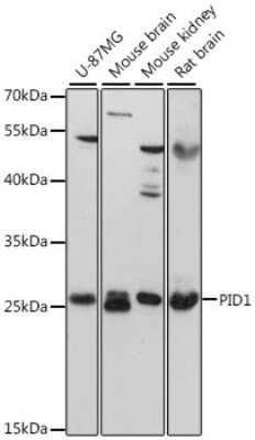 Western Blot PID1 Antibody - Azide and BSA Free