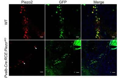 PIEZO2 expression and mechanical characterization of MTN neurons in Piezo2cKO mice. Coronal brainstem sections of MTN neurons with DAPI stained nuclei (blue) that were immunolabeled for PIEZO2 (red, left) or GFP (green, middle: parvalbumin-positive cell) and the merged image of both. In WT littermates mice PIEZO2 was detected in the 23 GFP+ MTM neurons (top) and PIEZO2 was detected in 7 MTM neurons of the 20 that expressed GFP in Pvalb-Cre:RCE:Piezo2cKO mice (bottom; arrowhead, PIEZO2+ neuron). Image collected and cropped by CiteAb from the following publication (//www.nature.com/articles/srep25923) licensed under a CC-BY license. 