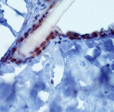 Immunohistochemistry: PIEZO2 Antibody [NBP1-78538] - Analysis of PIEZ02 in mouse epidermis using DAB with hematoxylin counterstain.