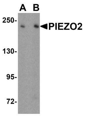 Western Blot: PIEZO2 Antibody [NBP2-61130] - Analysis of PIEZO2 in SK-N-SH cell lysate with PIEZO2 antibody at (A) 1 and (B) 2 ug/mL.