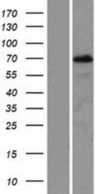 Western Blot PIF1 Overexpression Lysate