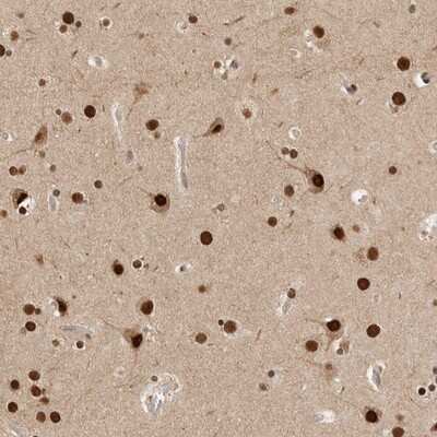 Immunohistochemistry-Paraffin: PIG13 Antibody [NBP1-80904] - Staining of human cerebral cortex shows strong nuclear positivity in neuronal cells.