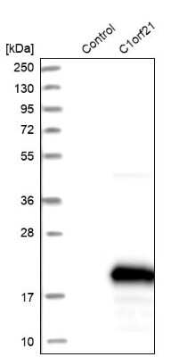 Western Blot: PIG13 Antibody [NBP1-80904] - Analysis in control (vector only transfected HEK293T lysate) and C1orf21 over-expression lysate (Co-expressed with a C-terminal myc-DDK tag (3.1 kDa) in mammalian HEK293T cells).