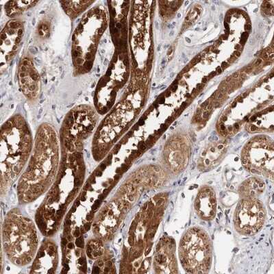 Immunohistochemistry-Paraffin: PIG3 Antibody [NBP1-87274] - Staining of human kidney shows strong cytoplasmic and nuclear positivity in cells of tubules.