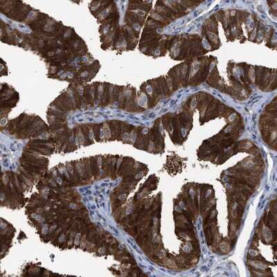 Immunohistochemistry-Paraffin: PIG3 Antibody [NBP1-87275] - Staining of human fallopian tube shows strong cytoplasmic positivity in glandular cells.