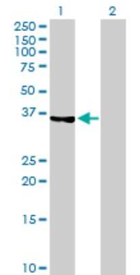 Western Blot: PIG3 Antibody [H00009540-B01P] - Analysis of TP53I3 expression in transfected 293T cell line by TP53I3 polyclonal antibody.  Lane 1: TP53I3 transfected lysate(36.63 KDa). Lane 2: Non-transfected lysate.