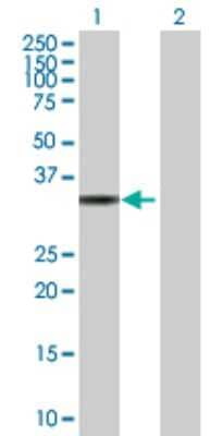 Western Blot: PIG3 Antibody [H00009540-B02P] - Analysis of TP53I3 expression in transfected 293T cell line by TP53I3 polyclonal antibody.  Lane 1: TP53I3 transfected lysate(36.52 KDa). Lane 2: Non-transfected lysate.