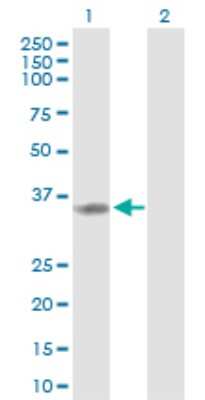 Western Blot: PIG3 Antibody [H00009540-D01P] - Analysis of TP53I3 expression in transfected 293T cell line by TP53I3 polyclonal antibody.Lane 1: TP53I3 transfected lysate(35.50 KDa).Lane 2: Non-transfected lysate.