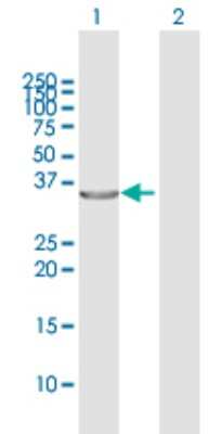 Western Blot: PIG3 Antibody [H00009540-D02P] - Analysis of TP53I3 expression in transfected 293T cell line by TP53I3 polyclonal antibody.Lane 1: TP53I3 transfected lysate(36.63 KDa).Lane 2: Non-transfected lysate.