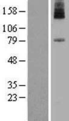 Western Blot: PIGN Overexpression Lysate (Adult Normal) [NBP2-07446] Left-Empty vector transfected control cell lysate (HEK293 cell lysate); Right -Over-expression Lysate for PIGN.