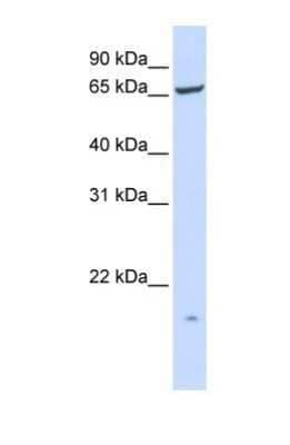 Western Blot PIGT Antibody