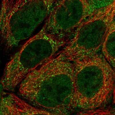 Immunocytochemistry/Immunofluorescence: PIGU Antibody [NBP2-30691] - Immunofluorescent staining of human cell line CACO-2 shows localization to nucleoplasm & cytosol.