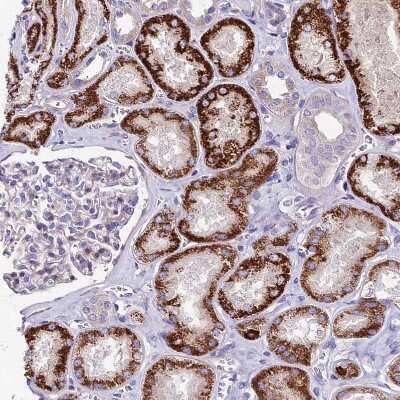 Immunohistochemistry-Paraffin PIGU Antibody