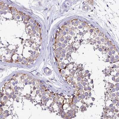 Immunohistochemistry-Paraffin: PIGU Antibody [NBP2-30386] - Staining of human testis shows moderate granular cytoplasm positivity in cells in seminiferous ducts.