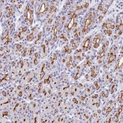 Immunohistochemistry-Paraffin: PIGU Antibody [NBP2-30691] - Staining of human stomach, upper shows strong luminal membranous positivity in glandular cells.