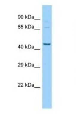 Western Blot: PIGU Antibody [NBP1-98429] - Titration: 1.0 ug/ml Positive Control: Mouse Kidney.