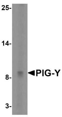 Western Blot PIGY Antibody - BSA Free