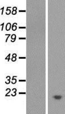 Western Blot: PYURF Overexpression Lysate [NBP2-05955] - Left-Empty vector transfected control cell lysate (HEK293 cell lysate); Right -Over-expression Lysate for PYURF.