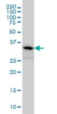 Western Blot: PIH1D1 Antibody (1E8) [H00055011-M06] - Analysis of FLJ20643 expression in A-431 (Cat # L015V1).