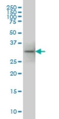 Western Blot: PIH1D1 Antibody (1G6) [H00055011-M04] - Analysis of FLJ20643 expression in IMR-32 (Cat # L008V1).