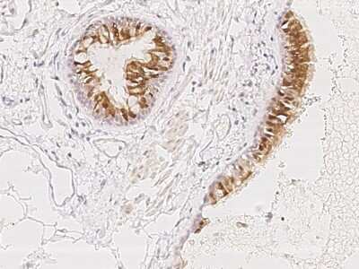 Immunohistochemistry-Paraffin PIH1D3 Antibody - BSA Free
