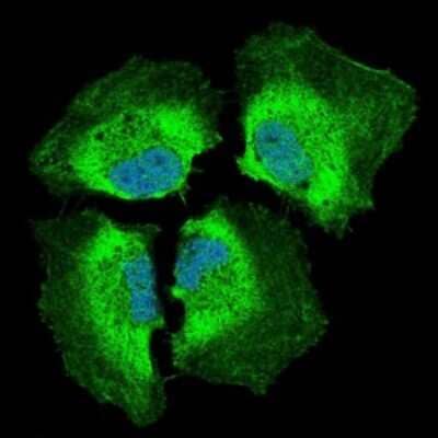 Immunocytochemistry/Immunofluorescence: PIK3CA Antibody (4F3) [NBP2-37511] - Immunofluorescence analysis of HeLa cells using PIK3CA mouse mAb (green). Blue: DRAQ5 fluorescent DNA dye.