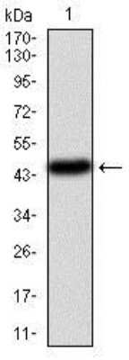 Western Blot: PIK3CA Antibody (4F3) [NBP2-37511] - Western blot analysis using PIK3CA mAb against human PIK3CA (AA: 881-1068) recombinant protein. (Expected MW is 47.4 kDa)