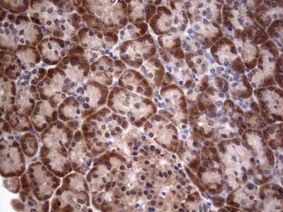 Immunohistochemistry: PIK3CA Antibody (6D9) [NBP2-46403] - Analysis of Human pancreas tissue. (Heat-induced epitope retrieval by 1 mM EDTA in 10mM Tris, pH8.5, 120C for 3min)