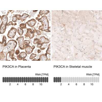 <b>Orthogonal Strategies Validation. </b>Immunohistochemistry-Paraffin: PIK3CA Antibody (CL8347) [NBP2-88915] - Analysis in human placenta and skeletal muscle tissues using NBP2-88915 antibody. Corresponding PIK3CA RNA-seq data are presented for the same tissues.