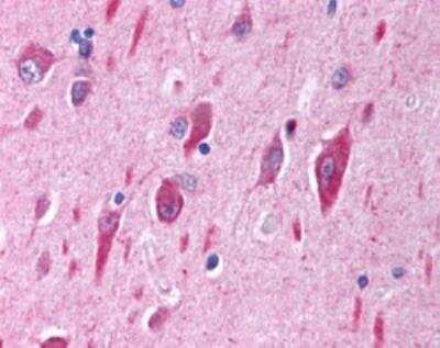 Immunohistochemistry-Paraffin: PIK3CA Antibody [NB100-55408] - Staining of paraffin embedded human brain (cerebellar cortex) with antibody at 2.5 ug/mL. Steamed antigen retrieval with citrate buffer pH 6, AP-staining.