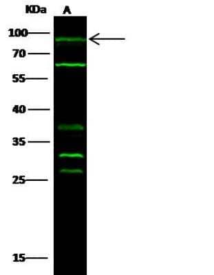 Western Blot: PIK3CA Antibody [NBP2-98814] - Lane A: Mouse heart tissue lysate Lysates/proteins at 30 ug per lane.SecondaryGoat Anti-Rabbit IgG H&L (Dylight800) at 1/10000 dilution.Developed using the Odyssey technique. Performed under reducing conditions.Predicted band size:124 kDaObserved band size:90 kDa(We are unsure as to the identity of these extra bands.)