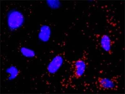 Proximity Ligation Assay: PIK3R3 Antibody (2F8) [H00008503-M02] - Analysis of protein-protein interactions between EGFR and PIK3R3. HeLa cells were stained with anti-EGFR rabbit purified polyclonal 1:1200 and anti-PIK3R3 mouse monoclonal antibody 1:50. Each red dot represents the detection of protein-protein interaction complex, and nuclei were counterstained with DAPI (blue).