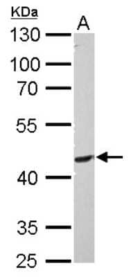 Western Blot: PIK3R3 Antibody [NBP1-32636] - 30 ug PC-12 whole cell lysate/extract 10% SDS-PAGE gel, antibody dilution 1:1000.