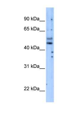 Western Blot: PIK3R3 Antibody [NBP1-58332] - Transfected 293T cell lysate, concentration 5.0 ug/ml.