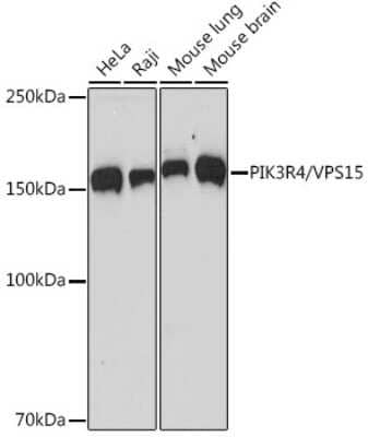 Western Blot: PIK3R4 Antibody (5J3U5) [NBP3-16612] - Western blot analysis of extracts of various cell lines, using PIK3R4 Rabbit mAb (NBP3-16612) at 1:1000 dilution. Secondary antibody: HRP Goat Anti-Rabbit IgG (H+L) at 1:10000 dilution. Lysates/proteins: 25ug per lane. Blocking buffer: 3% nonfat dry milk in TBST. Detection: ECL Basic Kit. Exposure time: 60s.