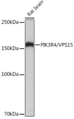 Western Blot: PIK3R4 Antibody (5J3U5) [NBP3-16612] - Western blot analysis of extracts of Rat brain, using PIK3R4 Rabbit mAb (NBP3-16612) at 1:1000 dilution. Secondary antibody: HRP Goat Anti-Rabbit IgG (H+L) at 1:10000 dilution. Lysates/proteins: 25ug per lane. Blocking buffer: 3% nonfat dry milk in TBST. Detection: ECL Basic Kit. Exposure time: 180s.