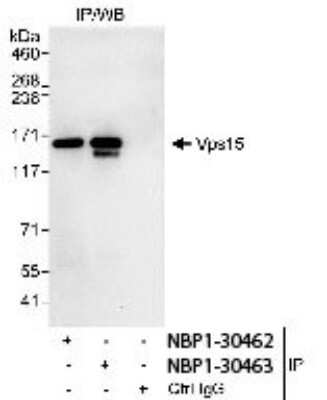 Immunoprecipitation: PIK3R4 Antibody [NBP1-30462] - Whole cell lysate (1 mg for IP,  20% of IP loaded) from HeLa cells. Antibodies: Affinity purified  rabbit anti-Vps15 antibody NBP1-30462 used for IP at 3 mcg/mg  lysate. Vps15 was also immunoprecipitated by rabbit anti-Vps15  antibody NBP1-30463, which recognizes an upstream epitope