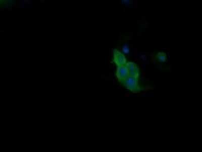 Immunocytochemistry/Immunofluorescence: PIK3R5 Antibody (OTI4G9) - Azide and BSA Free [NBP2-73408] - Analysis of COS7 cells transiently transfected by pCMV6-ENTRY PIK3R5.