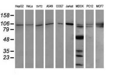 Western Blot: PIK3R5 Antibody (OTI4G9) - Azide and BSA Free [NBP2-73408] - Analysis of extracts (35ug) from 9 different cell lines (HepG2: human; HeLa: human; SVT2: mouse; A549: human; COS7: monkey; Jurkat: human; MDCK: canine; PC12: rat; MCF7: human).