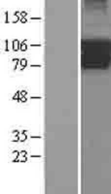 Western Blot: PIK3R5 Overexpression Lysate (Adult Normal) [NBP2-09666] Left-Empty vector transfected control cell lysate (HEK293 cell lysate); Right -Over-expression Lysate for PIK3R5.