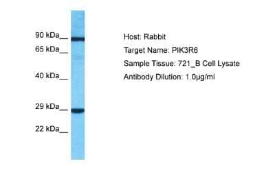 Western Blot: PIK3R6 Antibody [NBP2-83396] - Host: Rabbit. Target Name: PIK3R6. Sample Type: 721_B Whole Cell lysates. Antibody Dilution: 1.0ug/ml
