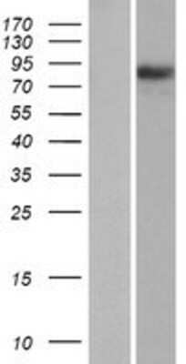 Western Blot: PIK3R6 Overexpression Lysate (Adult Normal) [NBP2-08762] Left-Empty vector transfected control cell lysate (HEK293 cell lysate); Right -Over-expression Lysate for PIK3R6.